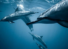 告别浩克！亚冠曾连续9场进球创历史 上港夺冠功臣